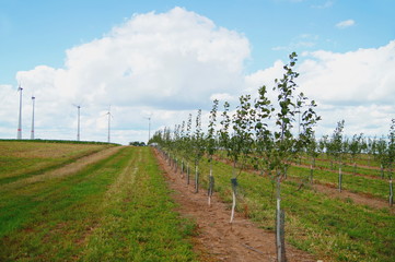 Fototapeta na wymiar landscape of windturbines and plantation of plum, grow on the field on a sunny day. fruits rows against blue sky. alternative energy, young field, new natural scenery, Header for website