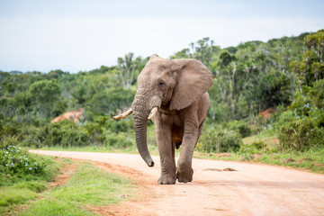 A large Elephant walking down the gravel road with it's head looking to the side.