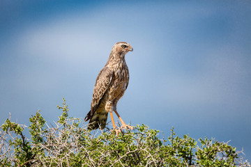 A Juvenile Pale Chanting Goshawk sitting perched on a green bush or tree. Blue skies in the background.