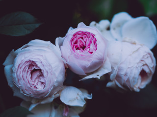 rosas, flores