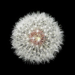 Fototapeta premium White fluffy dandelion isolated on a black background