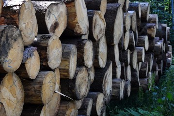Wooden logs in forest