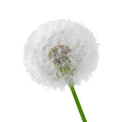 White fluffy dandelion isolated on a white background