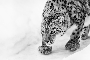  snow leopard sneaks up on the trail, a big and strong cat sniffing snow looks like sneaking up to prey and hunting. black and white photo. - obrazy, fototapety, plakaty