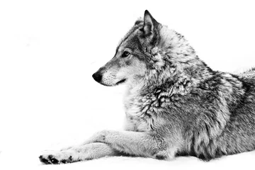 Foto op Canvas A female wolf lies in the snow, a proud animal looks forward with a clear look, black and white photo. © Mikhail Semenov