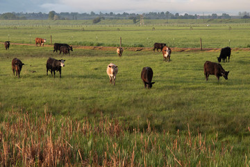 Cattle grazing on a Montana ranch