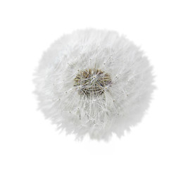 White fluffy dandelion isolated on a white background