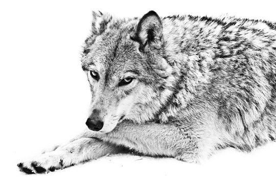 A female wolf lies on the snow, a proud animal looks forward with a clear look, lies half-turned beautifully and thoughtfully black and white photo.