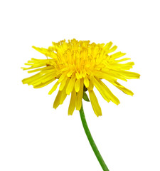 Yellow dandelion flower isolated on a white background