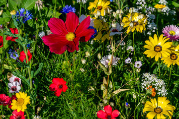 Obraz premium Blumenwiese