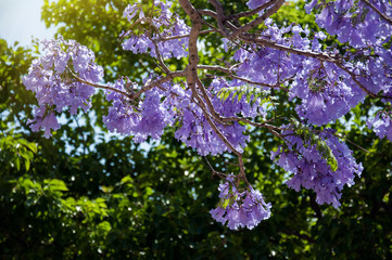 Jacaranda tree in a full bloom with beautiful purple flowers