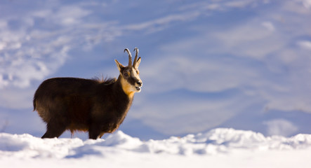 CHAMOIS - REBECO  o SARRIO (Rupicapra rupicapra)