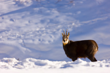 CHAMOIS - REBECO  o SARRIO (Rupicapra rupicapra)