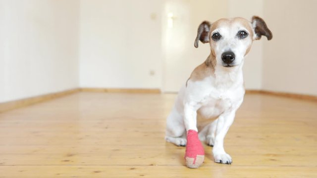 injured dog with a bandage on his paw sits in a bright room. video footage