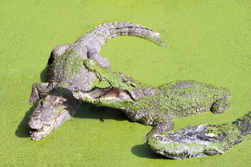 Many large crocodiles in a pond with green duckweed on a Thai crocodile farm.