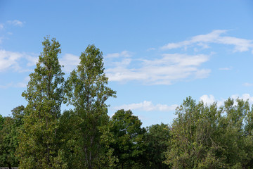 Green tree top line over blue sky and clouds. Parque de Cabecera, Valencia, Spain