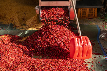 The machine is processing hot pepper