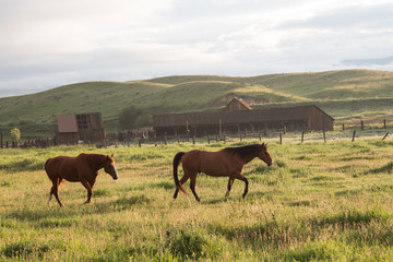 A pair of horses on a western ranch at dawn