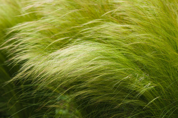 picturesque grass with a long shiny pile of barley maned with the Latin name of Hordeum jubatum