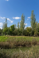 Green tree top line over blue sky and clouds. Parque de Cabecera, Valencia, Spain