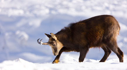 CHAMOIS - REBECO  o SARRIO (Rupicapra rupicapra)