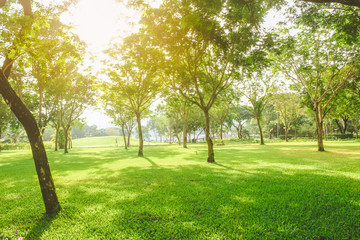 Fototapeta na wymiar Beautiful pure sunrise morning in public park with green grass, tree and flower. Half moon park in Ho Chi Minh city, Vietnam.