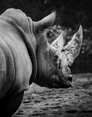 African White Rhino.