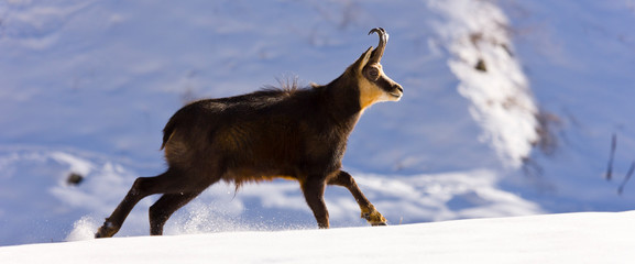 CHAMOIS - REBECO  o SARRIO (Rupicapra rupicapra)