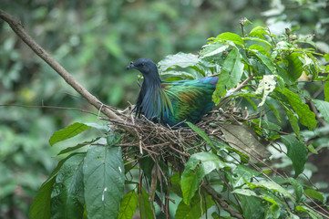 Nicobar Pigon bird on a beautiful colored tree