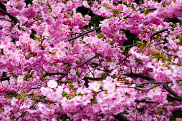 Fototapeta premium Blüten Frühling
