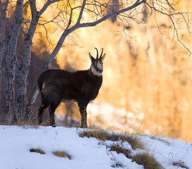 CHAMOIS - REBECO  o SARRIO (Rupicapra rupicapra)