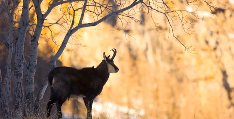 CHAMOIS - REBECO  o SARRIO (Rupicapra rupicapra)
