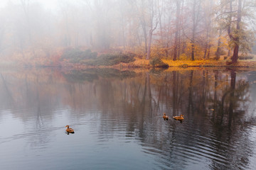 Fog in autumn park, duck floating on water surface