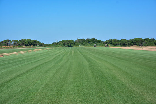 Field planted with natural grass, prepared for collection