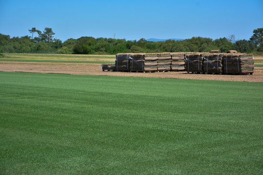 Field planted with natural grass, prepared for collection