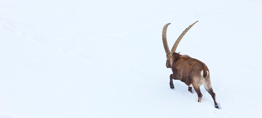 ALPINE IBEX -  IBICE DE LOS ALPES (Capra ibex), Gran Paradiso National Park, Valnontey, Aosta Valley, Alpes, Italy, Europe