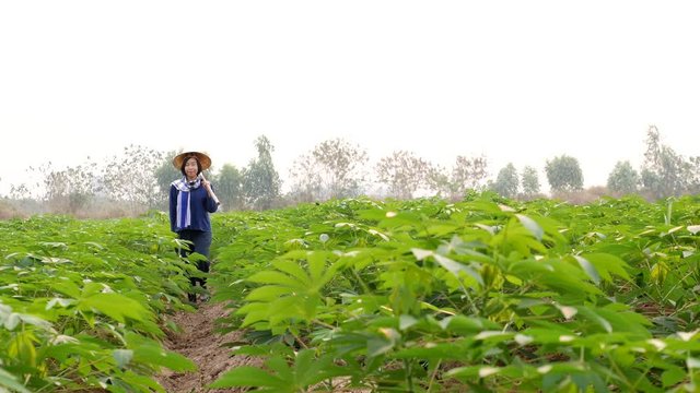Smiling female tapioca farmer who wearing a blue Mauhom T-shirt, wrapped around the neck with blue and white plaid loincloth, wearing a palm-leaf hat(ngop), is using a spade to hedge grass and Project