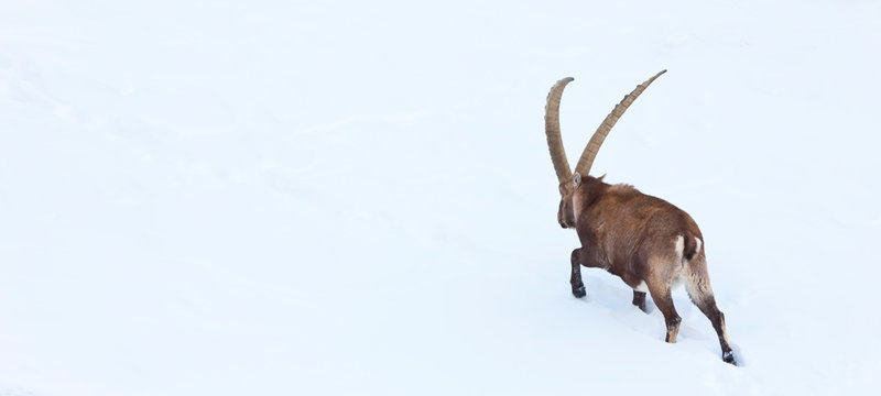 ALPINE IBEX -  IBICE DE LOS ALPES (Capra ibex), Gran Paradiso National Park, Valnontey, Aosta Valley, Alpes, Italy, Europe