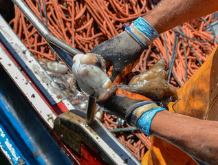 Fisherman cleaning freshly caught octopus on his boat