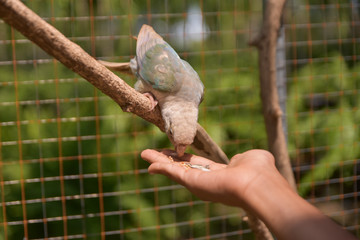 A bird eating food from his hand