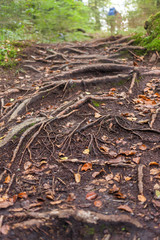 Wandern über Wurzeln
