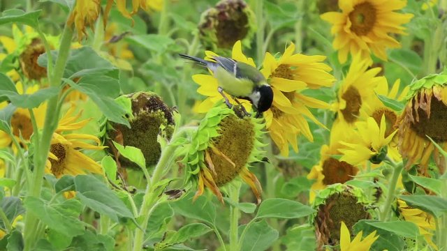 Great tit bird at field of sunflower searching seeds