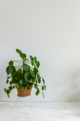 Pilea peperomioides, money plants in the pot. Big plants with babies. Isolated. White background.