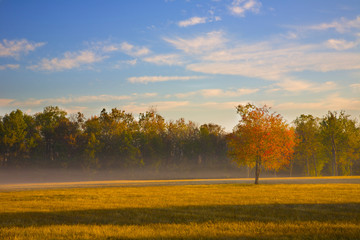 Tree in a Field