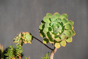 green succulent plant