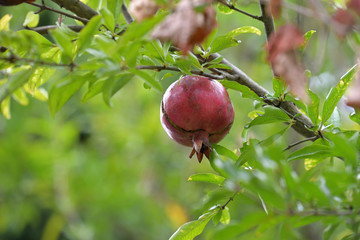 Red fruits of pomegranate, Punica granatum, on the branch