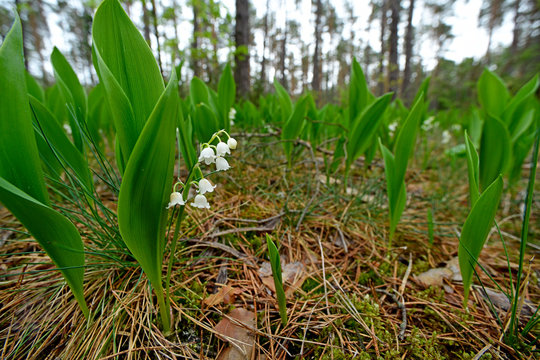 Maigl&ouml;ckchen (Convallaria majalis) im Nationalpark Biebrza, Polen - Lily of the valley