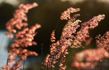 Pink grass flower swaying on windy day