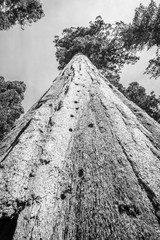 B&W Giant Sequoia Tree Looking Up