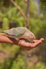 A bird eating food from his hand